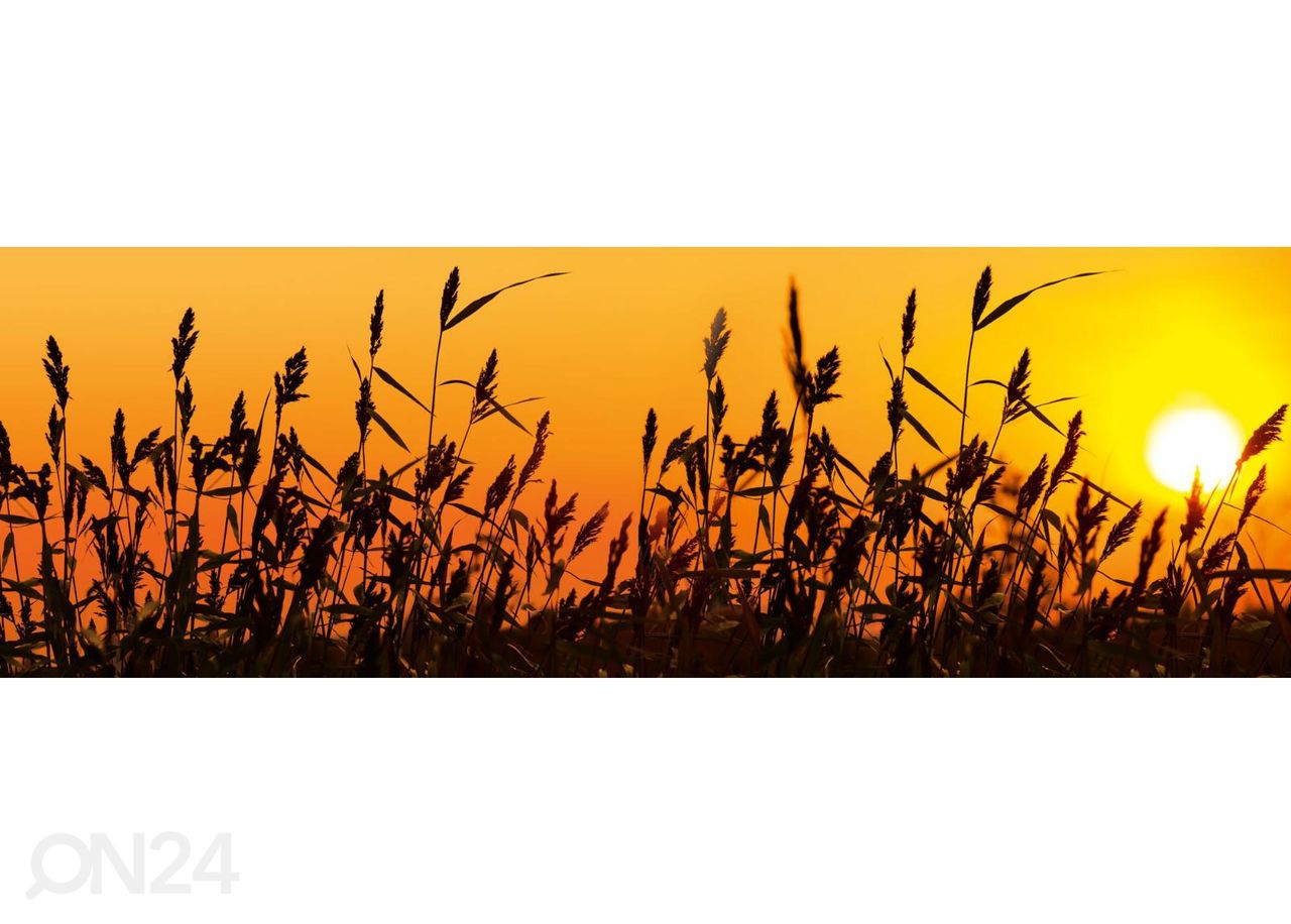 Keittiön välitilan tapetti Reed against sunset 180x60 cm kuvasuurennos