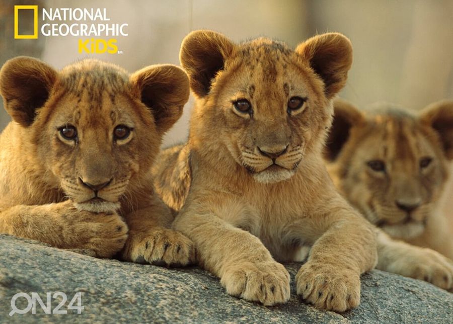 Palapeli 3D Afrikan leijonat 63 osaa kuvasuurennos