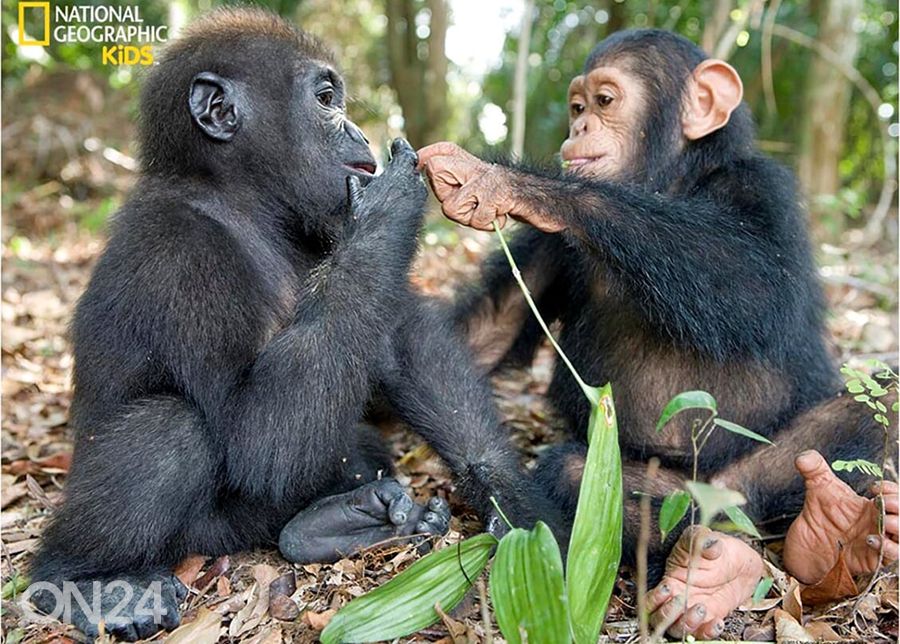 Palapeli 3D Simpanssi ja gorilla 63 osaa kuvasuurennos