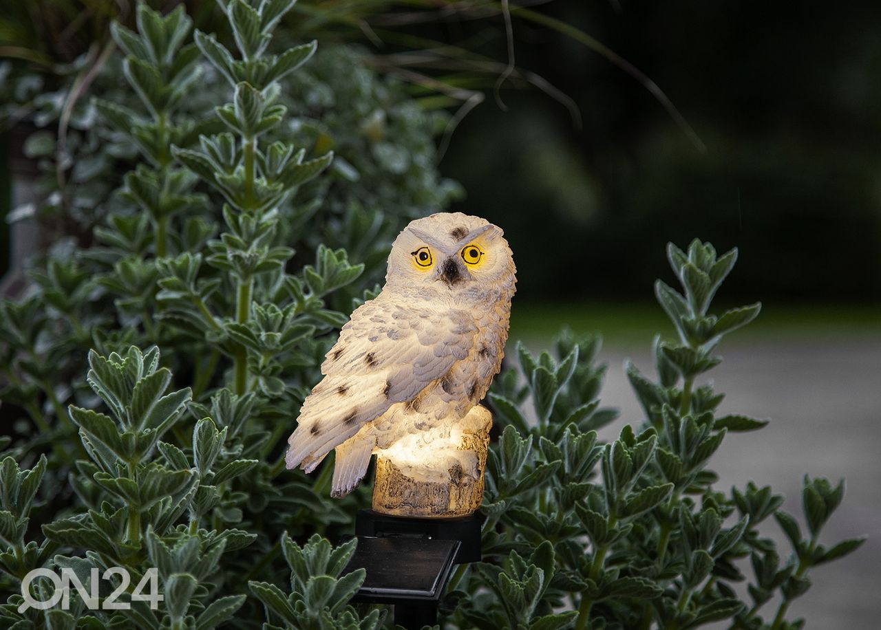 Pihakoriste aurinkokennolla Owl kuvasuurennos