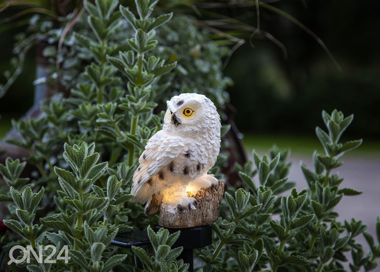 Pihakoriste aurinkokennolla Owl kuvasuurennos
