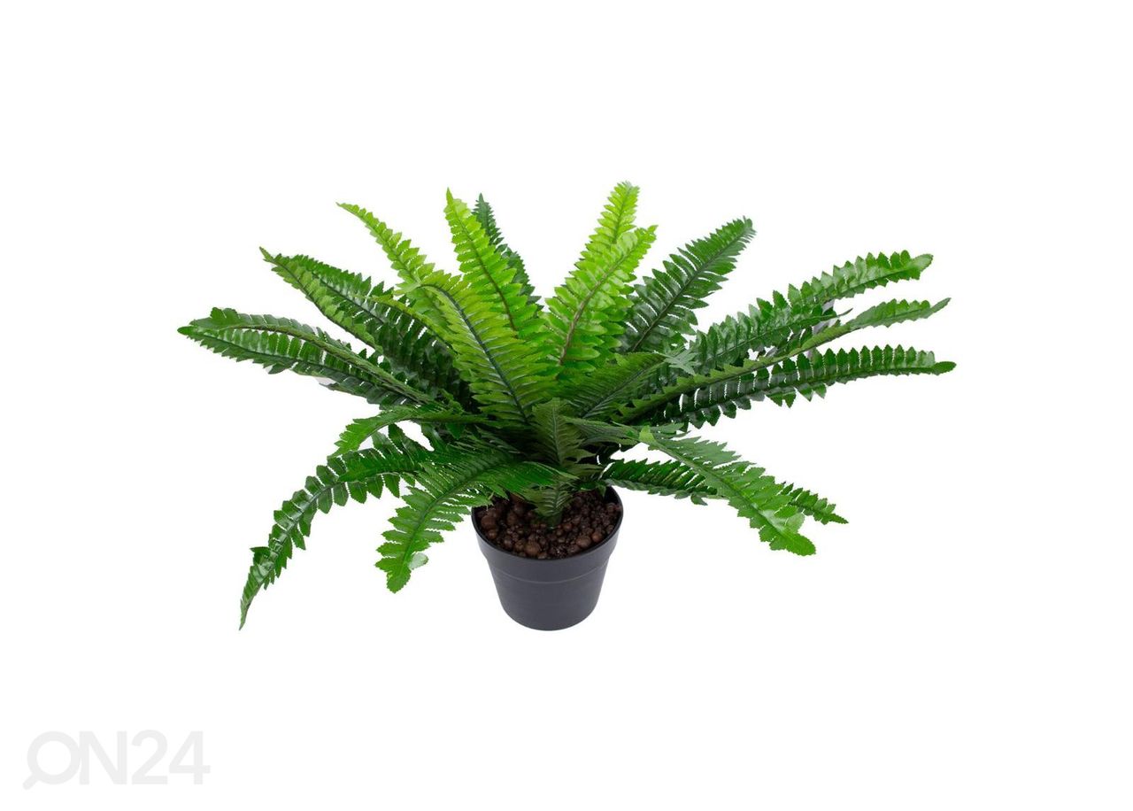 Tekokasvi Boston fern 60 cm kuvasuurennos