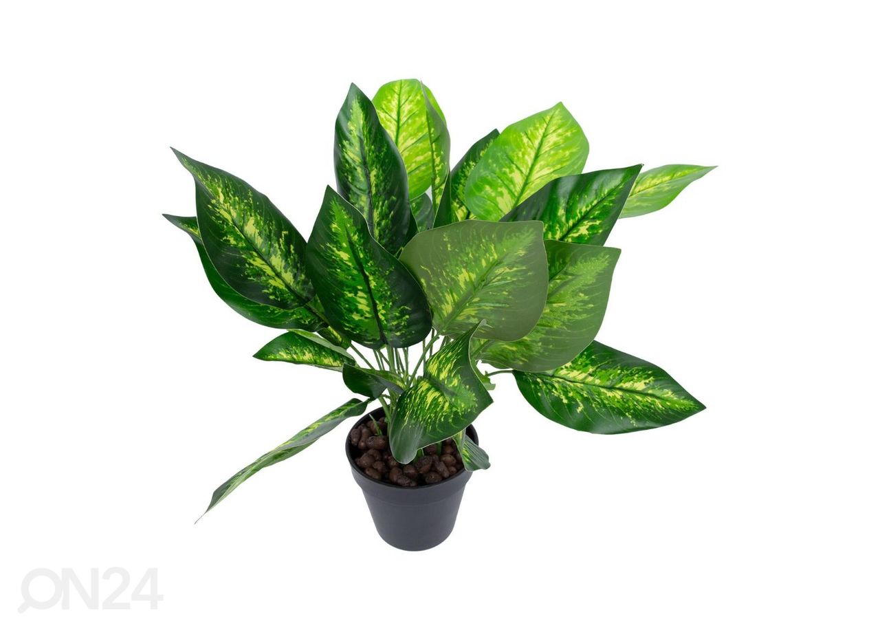 Tekokasvi Dieffenbachia 45 cm kuvasuurennos