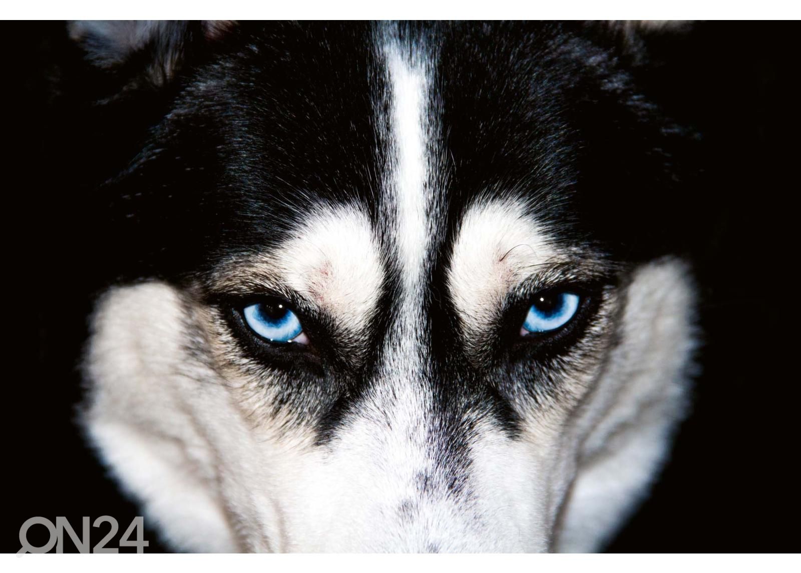 Itsekiinnityvä kuvatapetti Blue Eyes Husky kuvasuurennos