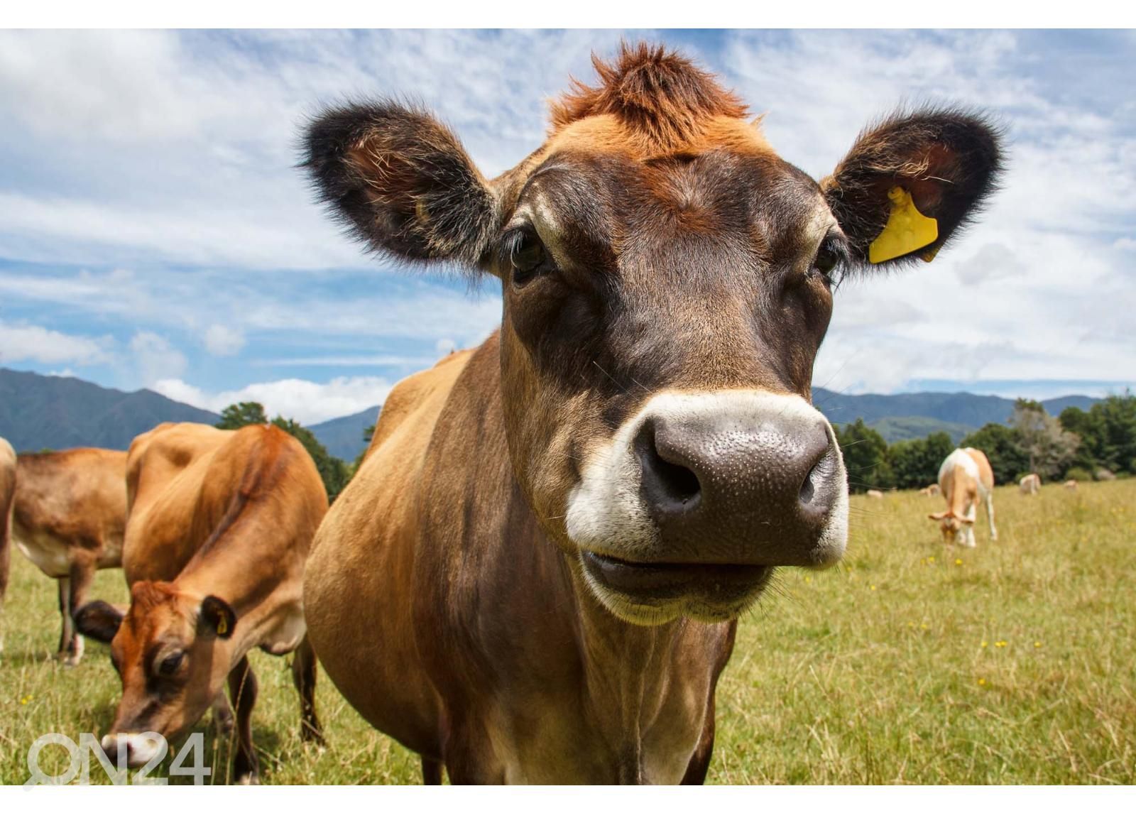 Itsekiinnityvä kuvatapetti Chewing Cow Looking Surprisingly Straight kuvasuurennos