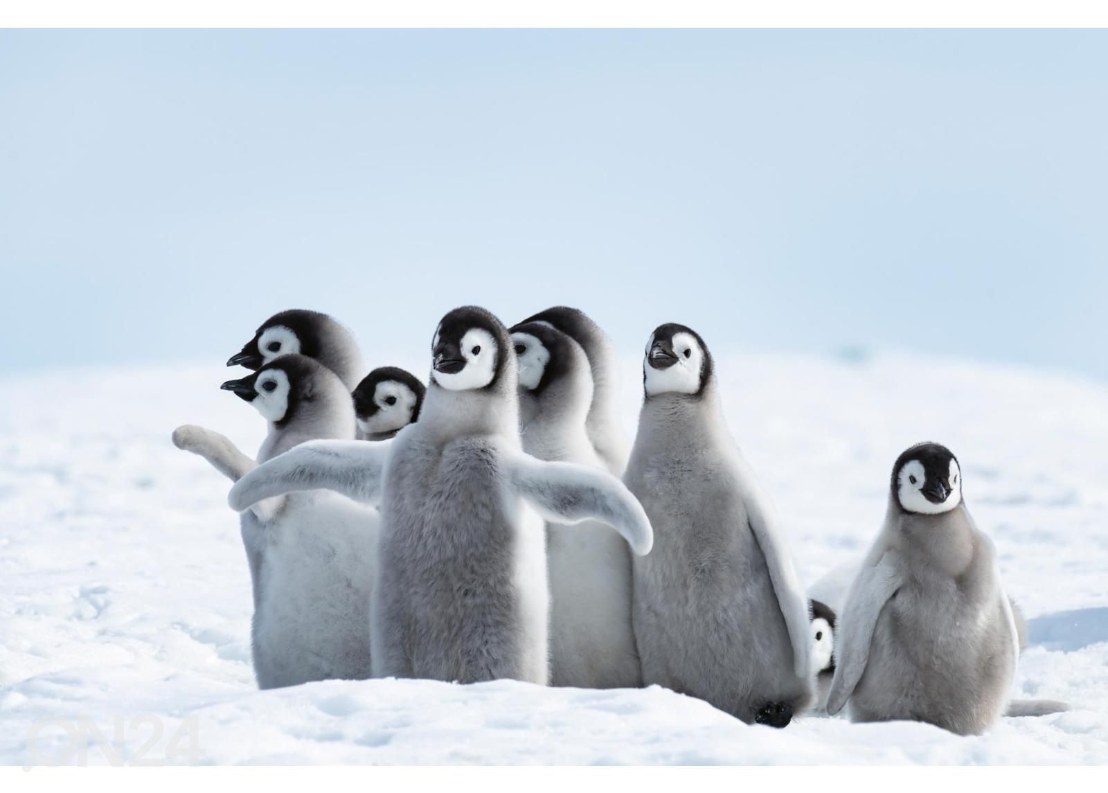Itsekiinnityvä kuvatapetti Emperor Penguins Chicks kuvasuurennos