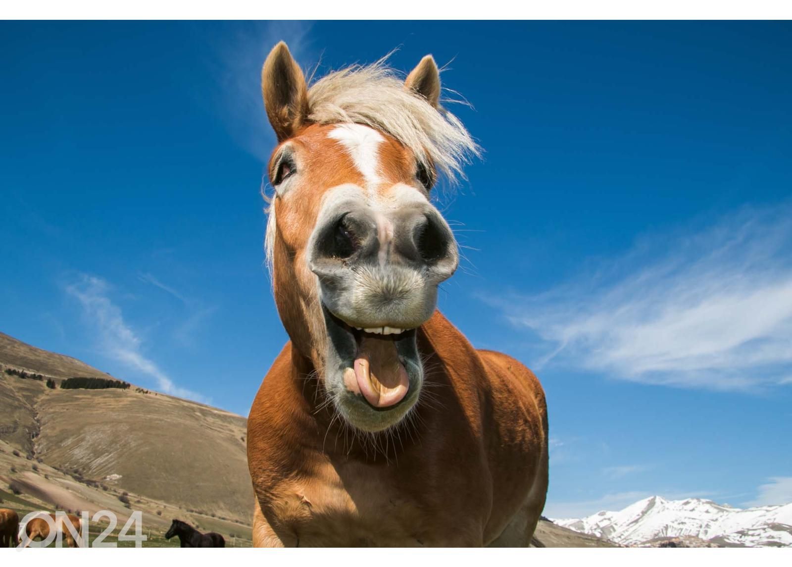 Itsekiinnityvä kuvatapetti Funny Shot Of Horse kuvasuurennos