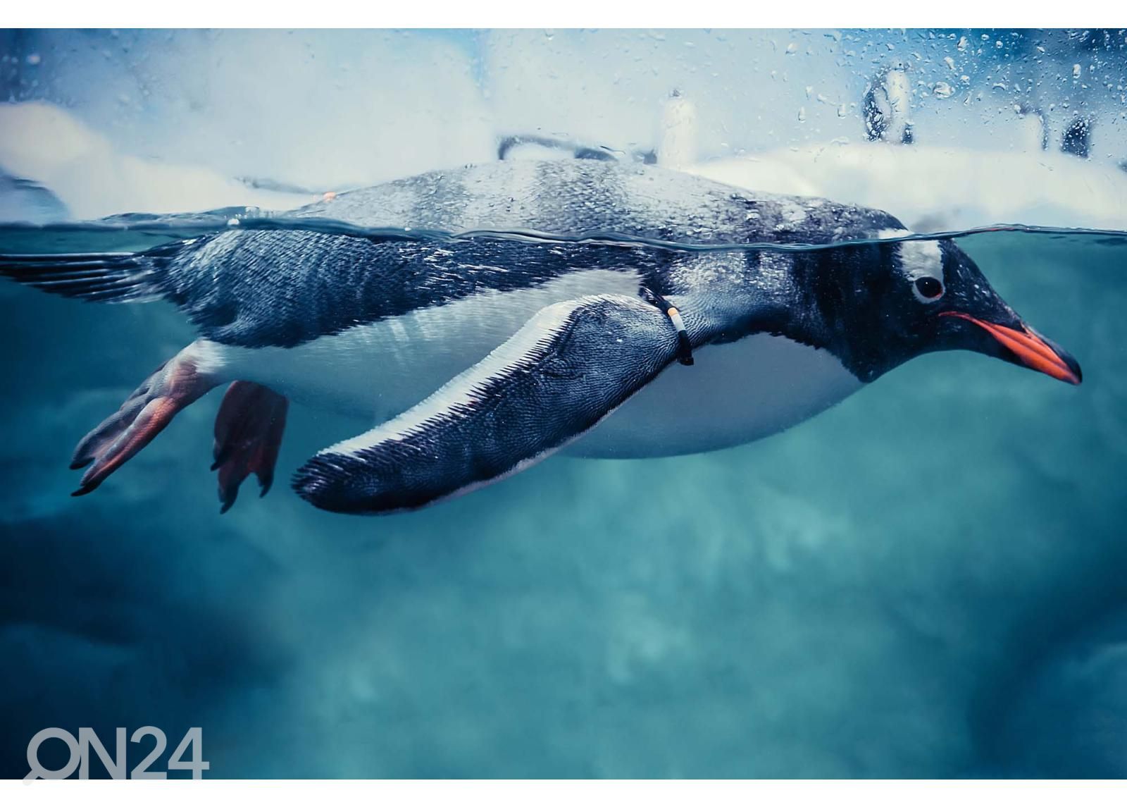 Itsekiinnityvä kuvatapetti Gentoo Penguin Swimming Marine Life kuvasuurennos