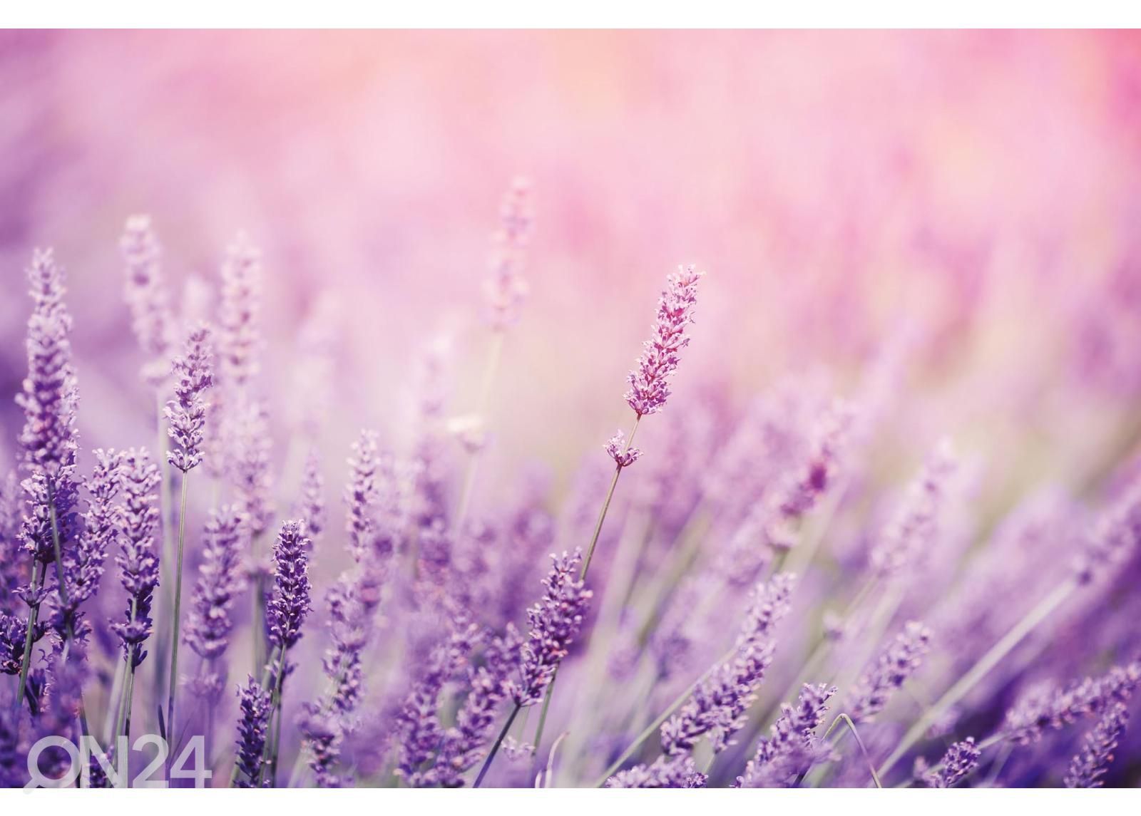 Itsekiinnityvä kuvatapetti Lavender kuvasuurennos
