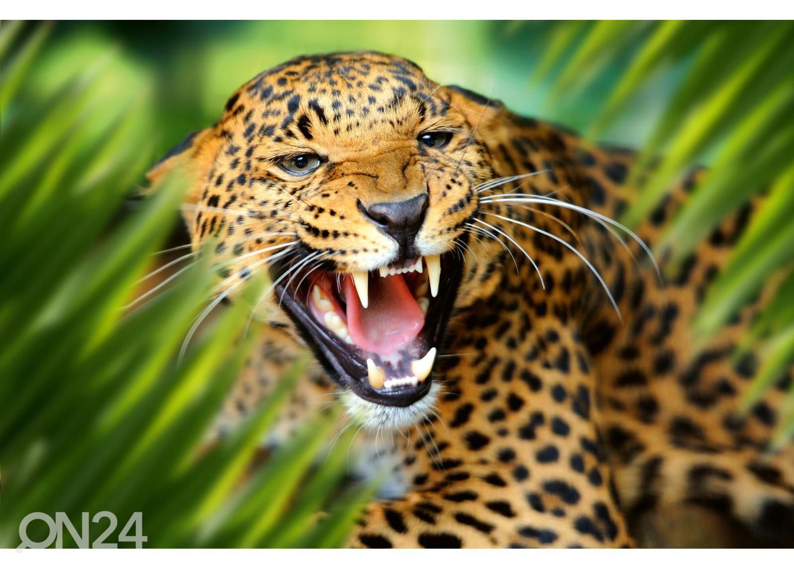 Itsekiinnityvä kuvatapetti Leopard Portrait In Jungle kuvasuurennos