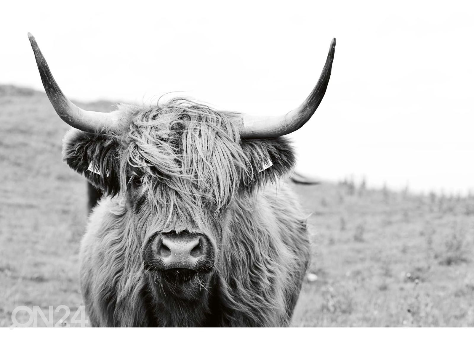 Itsekiinnityvä kuvatapetti Scottish Cow  kuvasuurennos