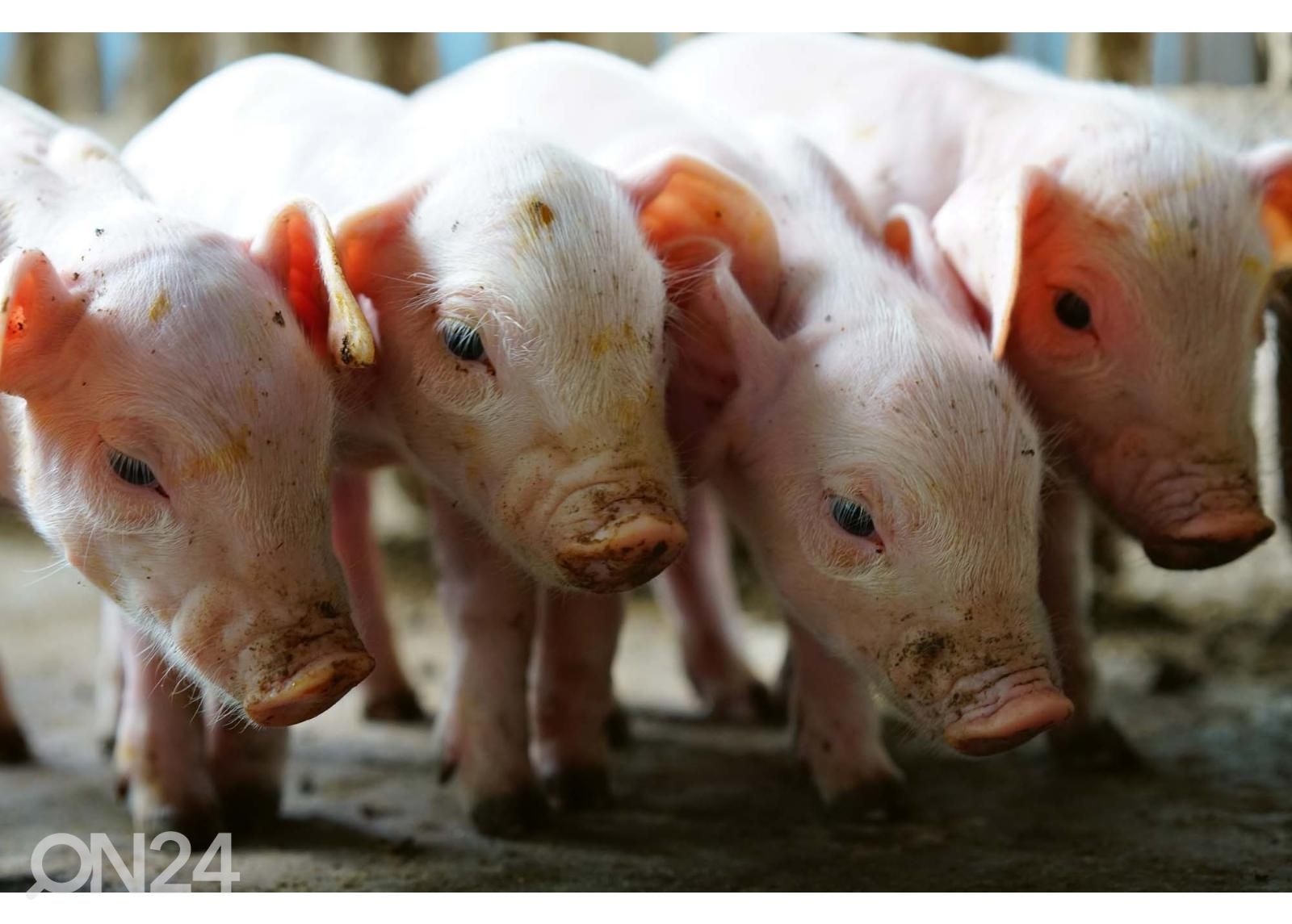 Itsekiinnityvä kuvatapetti Small Pigs In The Farm kuvasuurennos