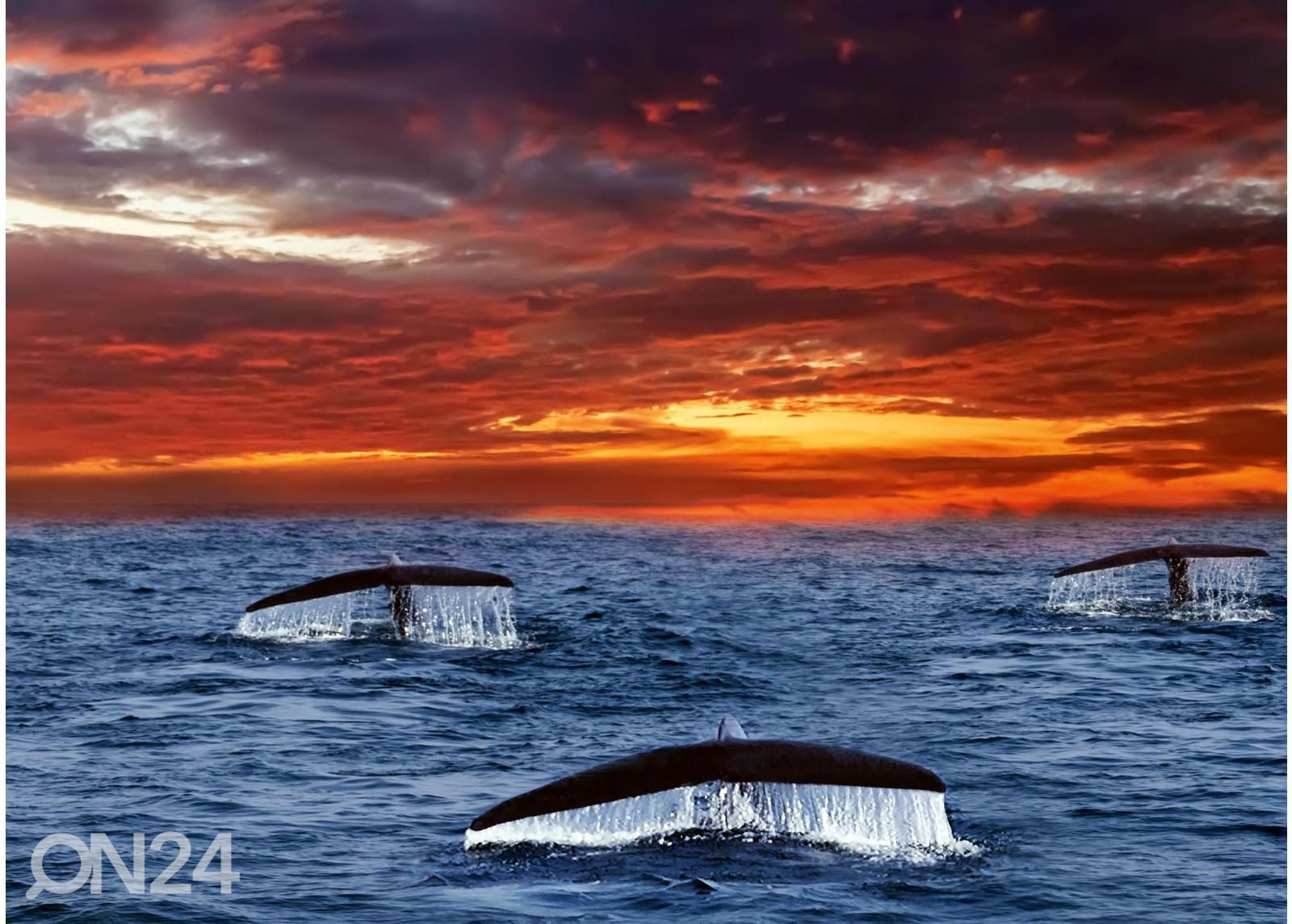 Itsekiinnityvä kuvatapetti Tails Whales kuvasuurennos