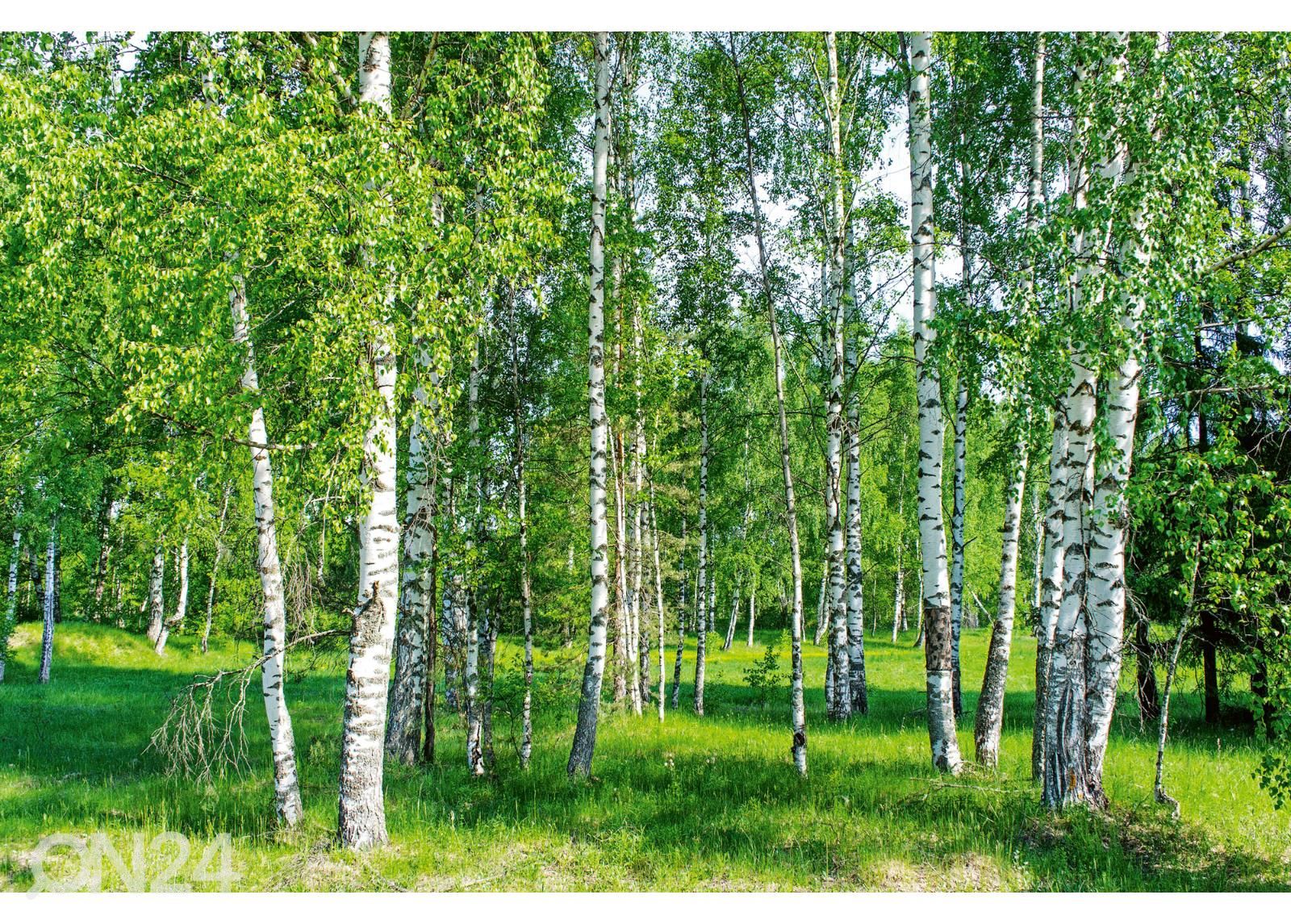 Itsekiinnityvä kuvatapetti Wall Mural Birch Grow kuvasuurennos