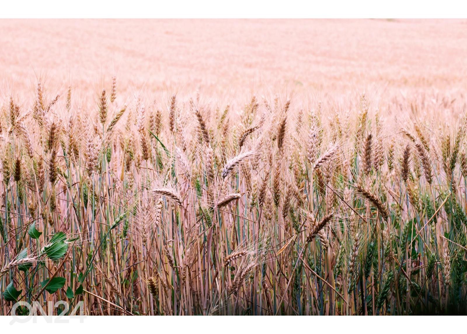 Itsekiinnityvä kuvatapetti Wheat Field kuvasuurennos