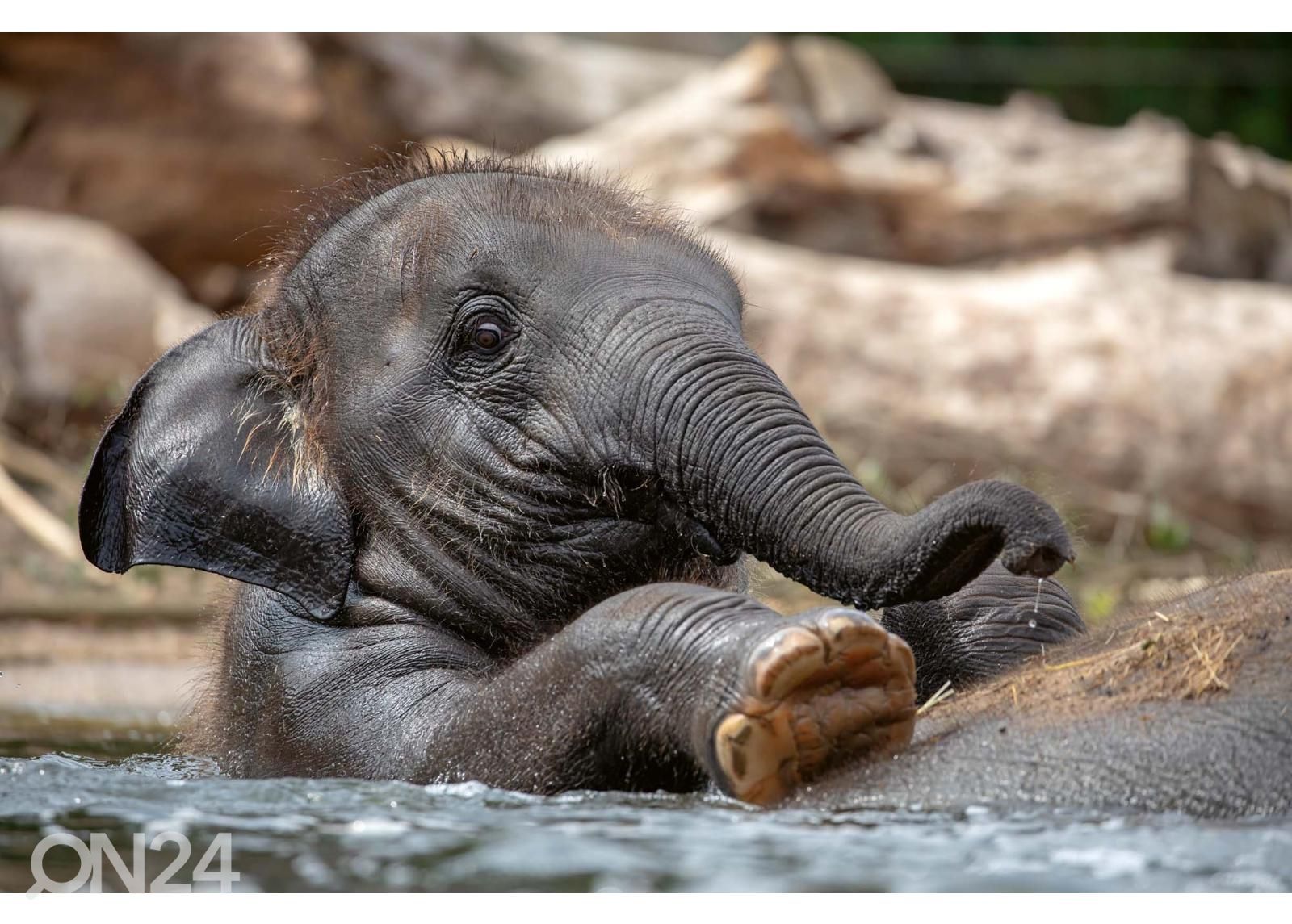 Itsekiinnityvä kuvatapetti Young Indian Elephant kuvasuurennos