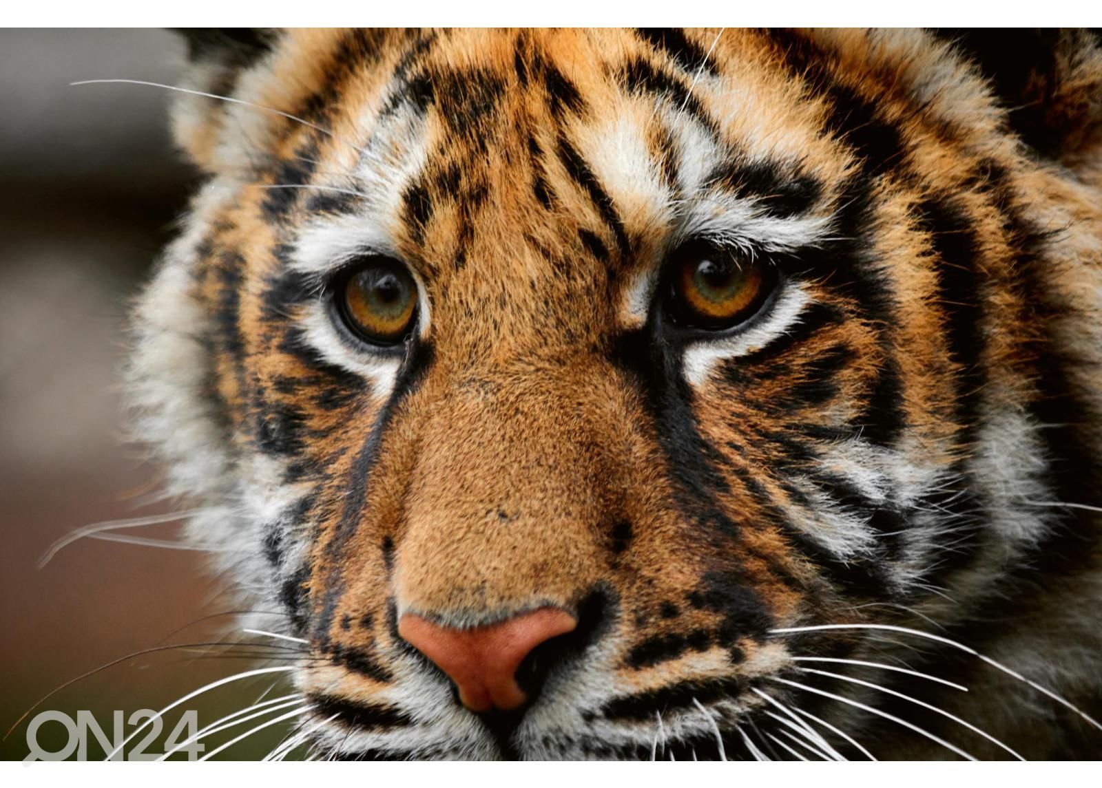 Itseliimautuva kuvatapetti Beautiful Big Tiger kuvasuurennos