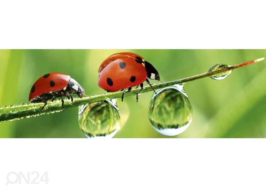 Keittiön välitila Ladybird 260x60 cm kuvasuurennos