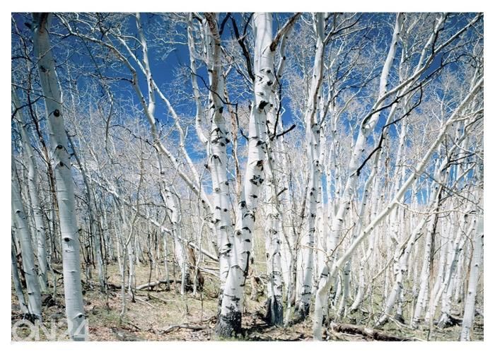 Non-woven kuvatapeti Birches in Utah Dixie National Park 368x254 cm kuvasuurennos