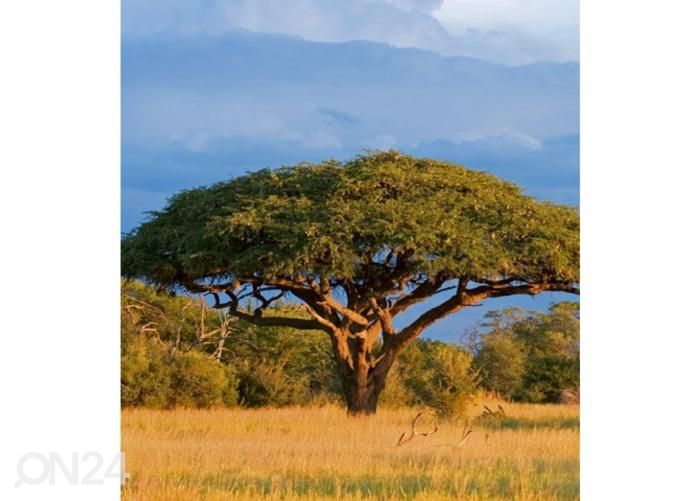 Non-woven kuvatapetti Acacia tree 225x250 cm kuvasuurennos