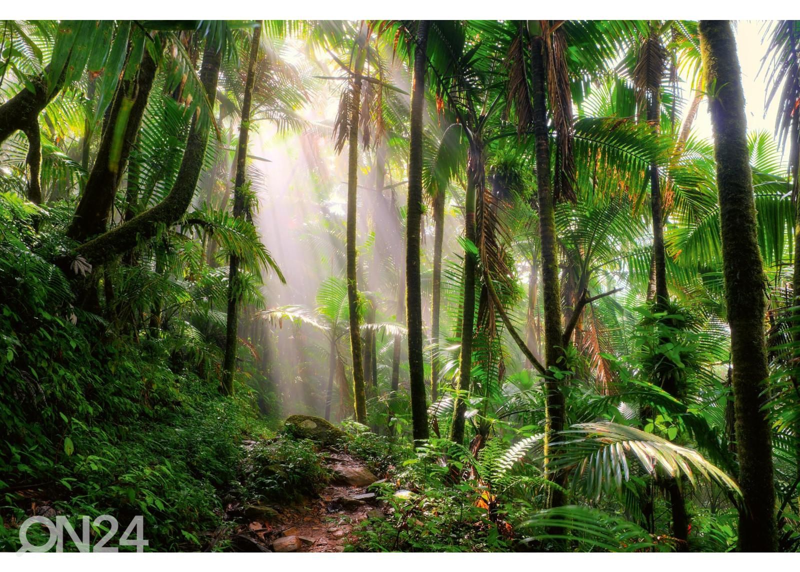 Non-woven kuvatapetti Beautiful Jungle Path kuvasuurennos
