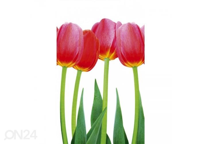 Non-woven kuvatapetti Bed of tulips 150x250 cm kuvasuurennos