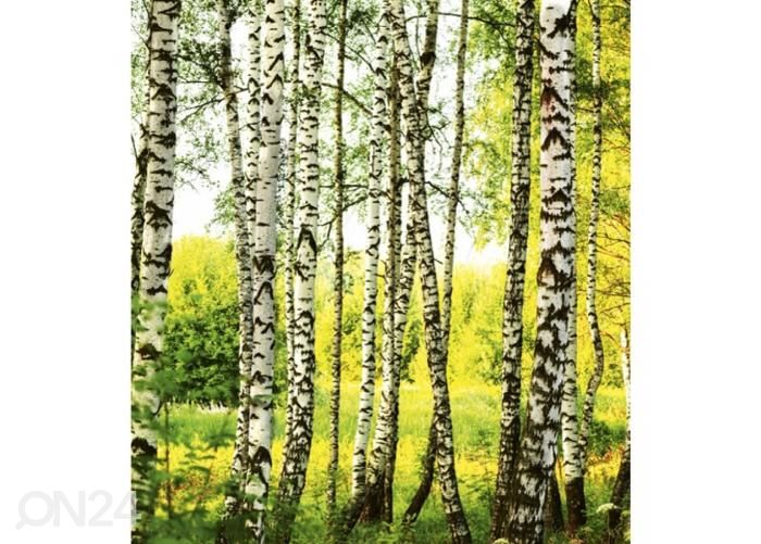 Non-woven kuvatapetti Birch forest 225x250 cm kuvasuurennos