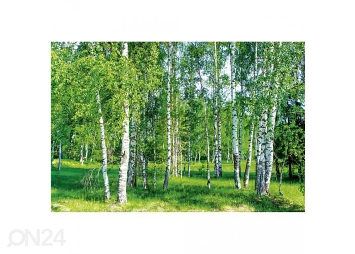 Non-woven kuvatapetti Birch grow 375x250 cm kuvasuurennos