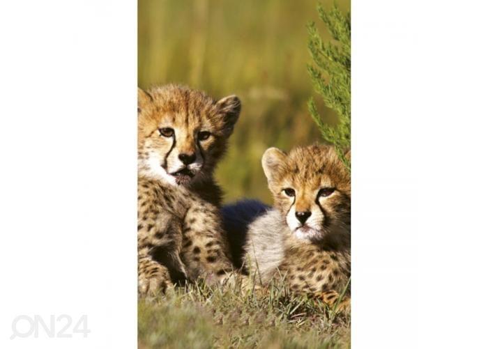 Non-woven kuvatapetti Cheetah 150x250 cm kuvasuurennos