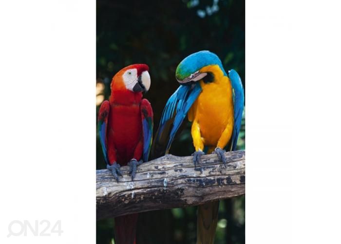 Non-woven kuvatapetti Colourful macaw 150x250 cm kuvasuurennos