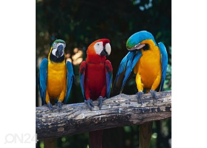 Non-woven kuvatapetti Colourful macaw 225x250 cm kuvasuurennos