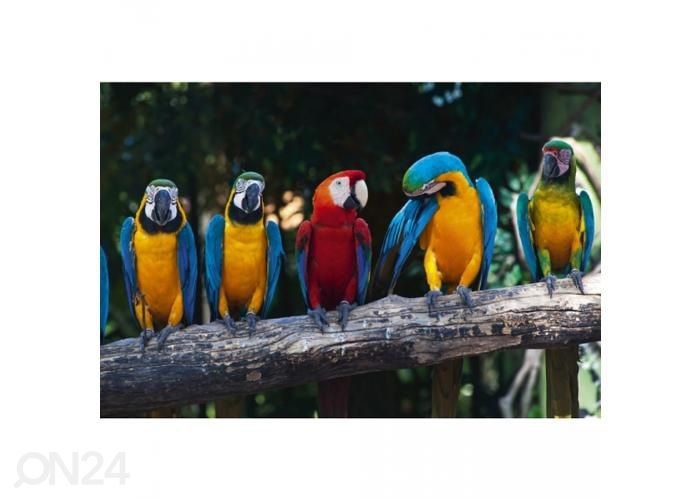 Non-woven kuvatapetti Colourful macaw 375x250 cm kuvasuurennos