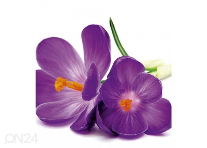 Non-woven kuvatapetti Crocus 225x250 cm kuvasuurennos