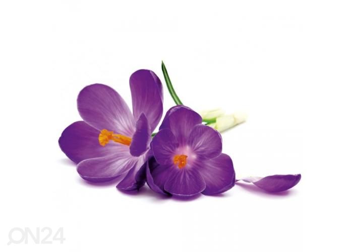 Non-woven kuvatapetti Crocus 375x250 cm kuvasuurennos