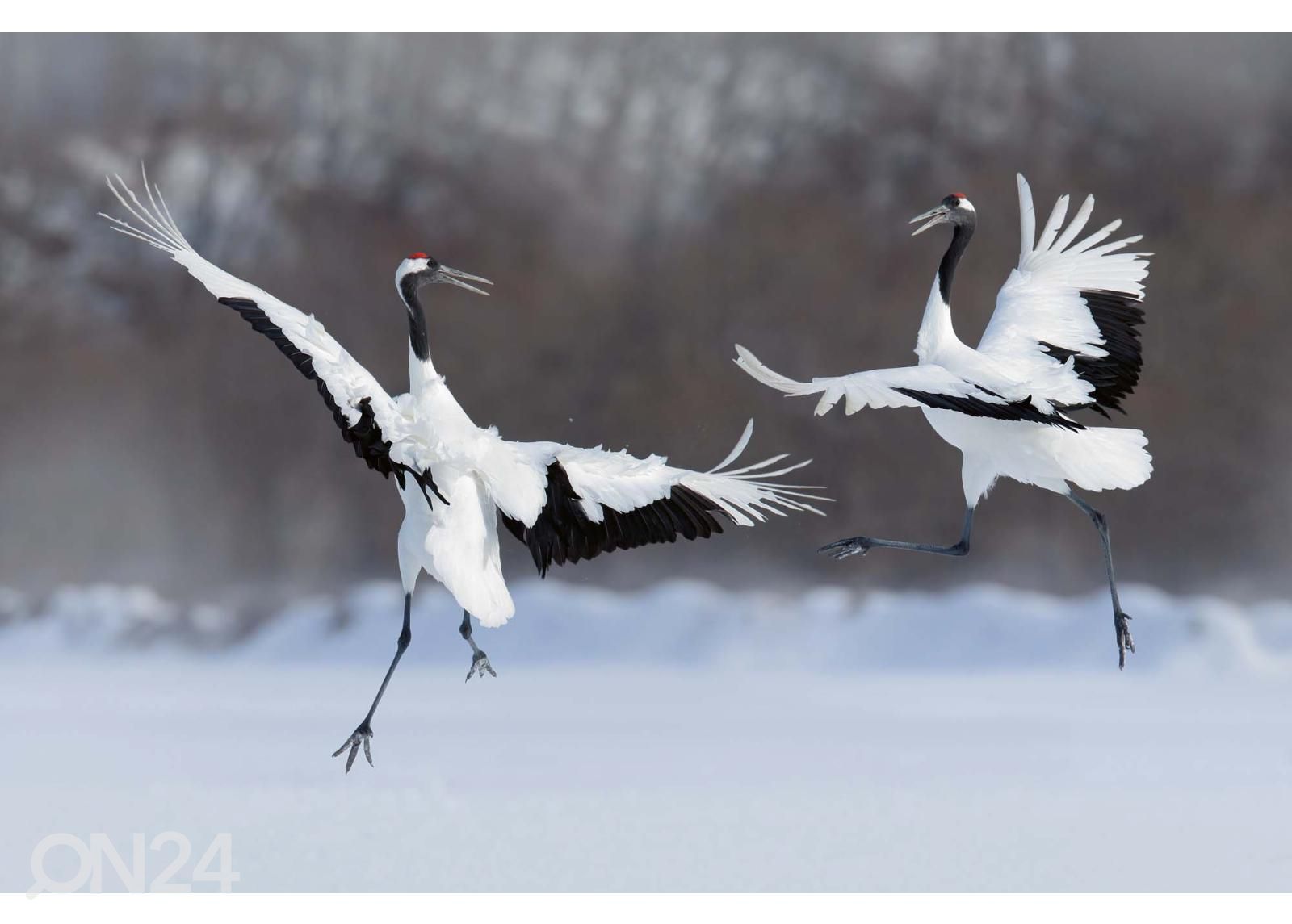Non-woven kuvatapetti Dancing Pair Of Red-crowned Crane kuvasuurennos