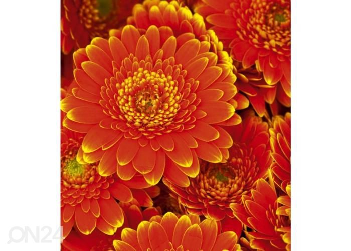 Non-woven kuvatapetti Gerbera 225x250 cm kuvasuurennos