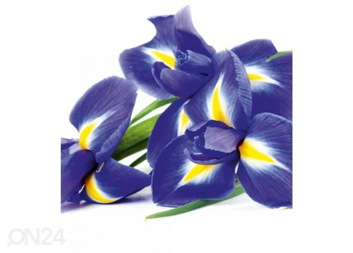 Non-woven kuvatapetti Iris 225x250 cm kuvasuurennos