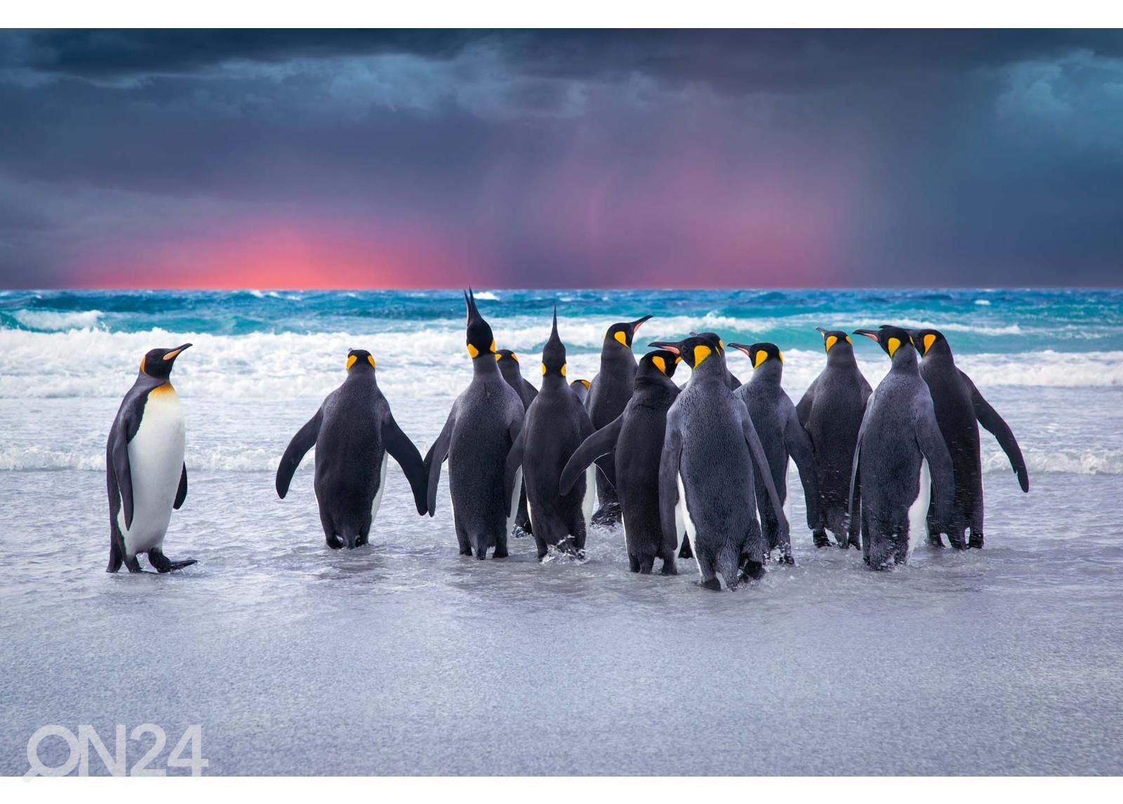 Non-woven kuvatapetti King Penguins In The Falkland kuvasuurennos