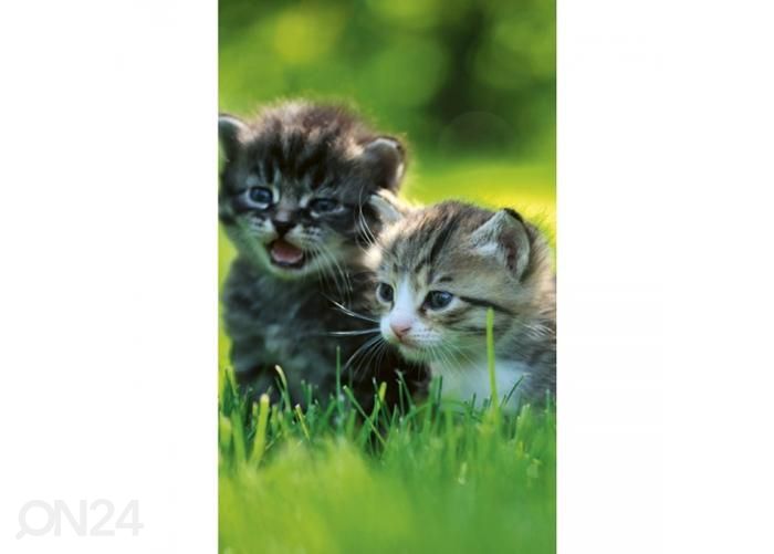 Non-woven kuvatapetti Kittens 150x250 cm kuvasuurennos