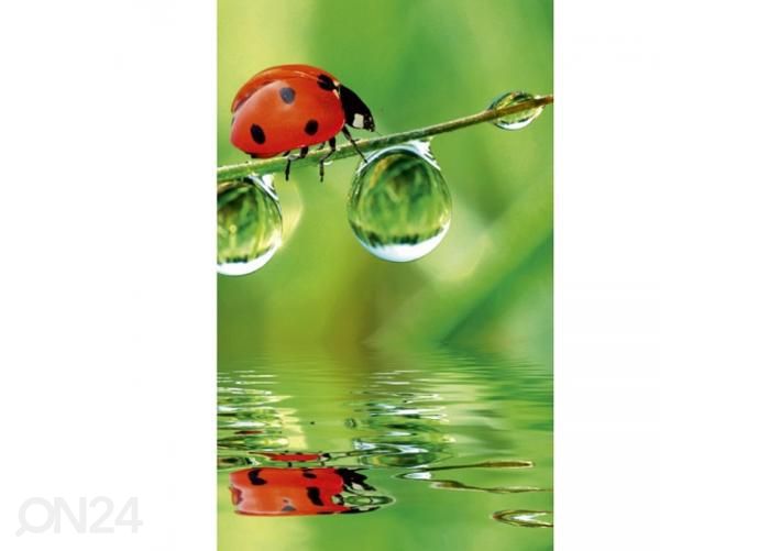 Non-woven kuvatapetti Ladybird 150x250 cm kuvasuurennos