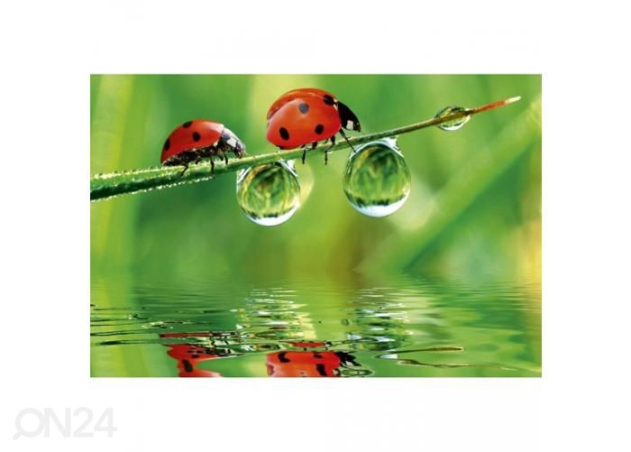 Non-woven kuvatapetti Ladybird 375x250 cm kuvasuurennos