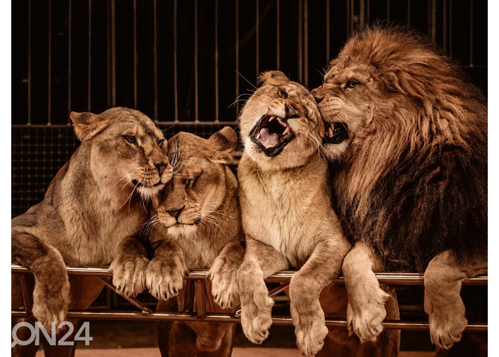 Non-woven kuvatapetti Lion And Three Lioness kuvasuurennos