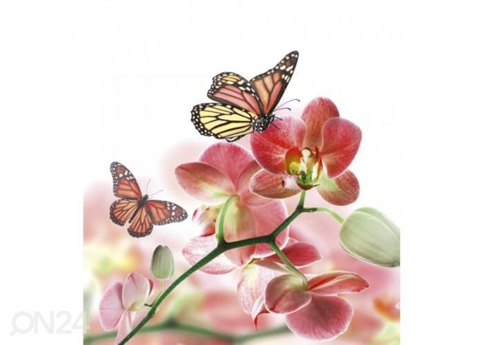 Non-woven kuvatapetti Orchids and butterfly 225x250 cm kuvasuurennos