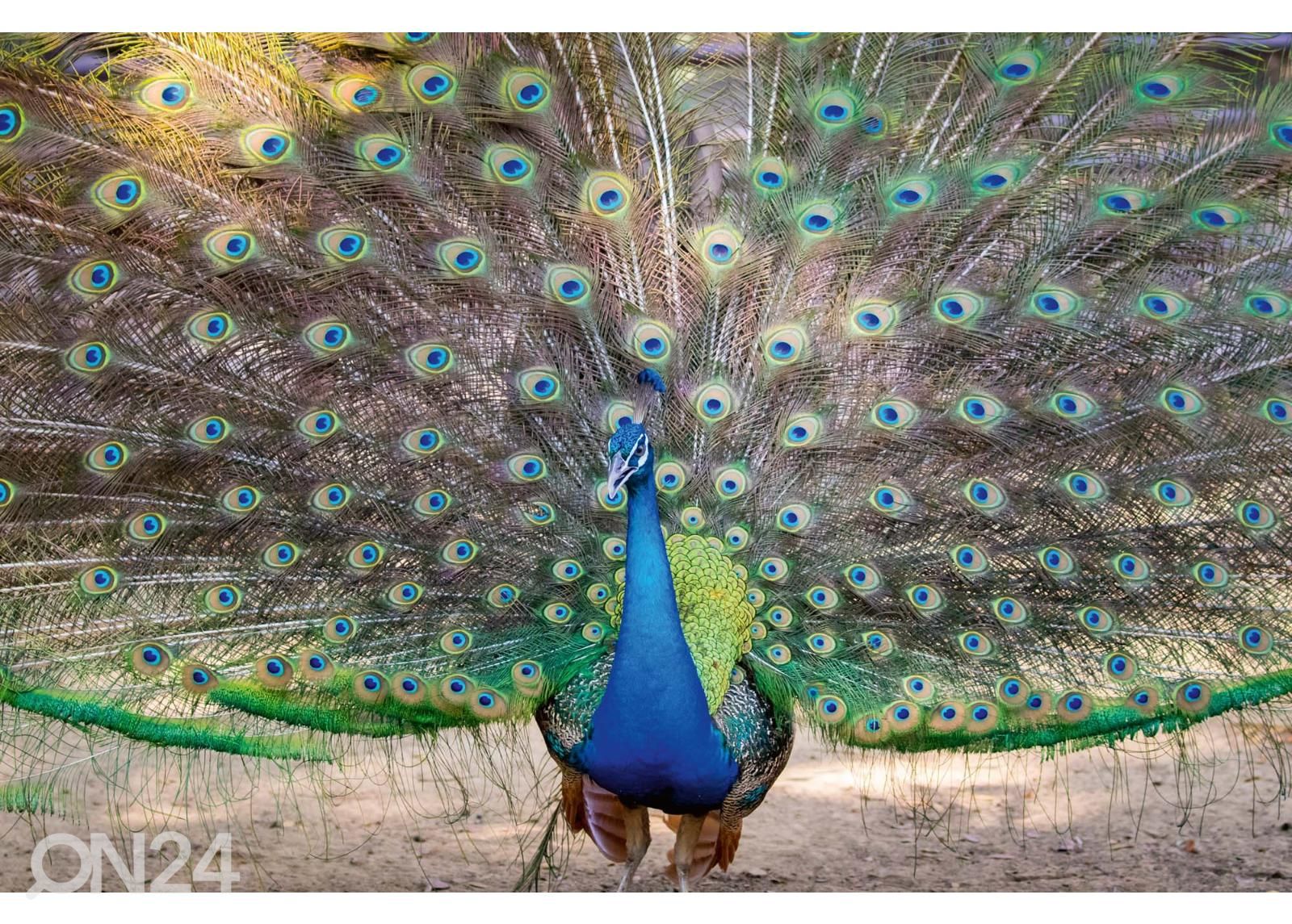 Non-woven kuvatapetti Peacock Showing Its Beautiful Feathers kuvasuurennos