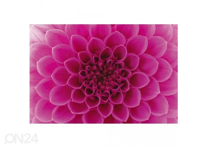 Non-woven kuvatapetti Pink dahlia 375x250 cm kuvasuurennos