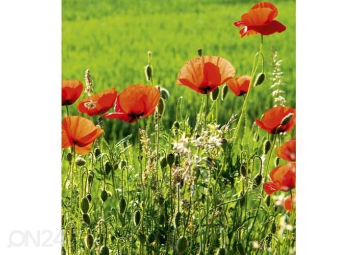 Non-woven kuvatapetti Poppy field 225x250 cm kuvasuurennos