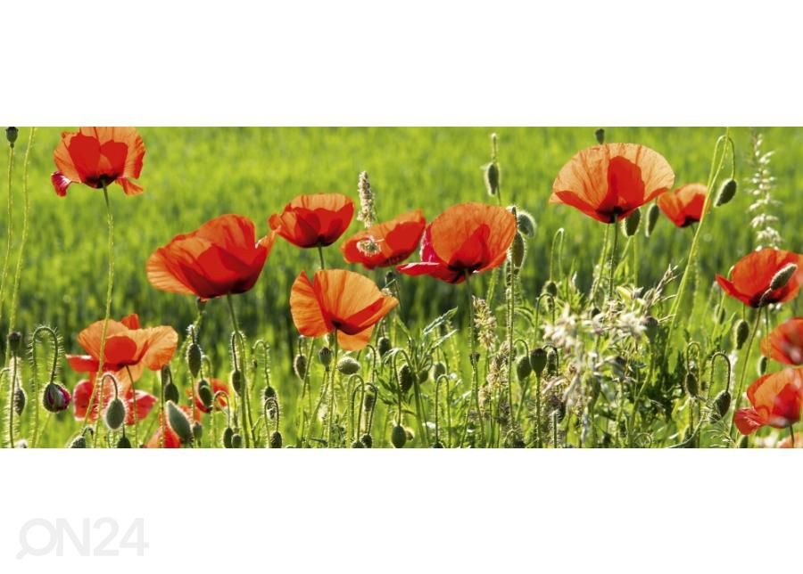 Non-woven kuvatapetti Poppy field 375x150 cm kuvasuurennos