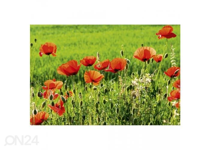 Non-woven kuvatapetti Poppy field 375x250 cm kuvasuurennos