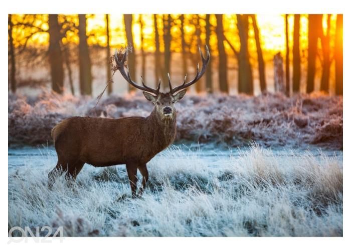 Non-woven kuvatapetti Red Deer in Morning Sun 368x245 cm kuvasuurennos