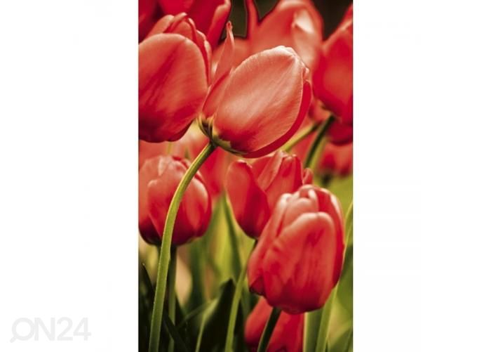 Non-woven kuvatapetti Red tulips 150x250 cmm kuvasuurennos